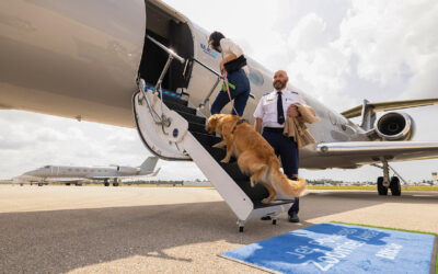 The Fur Flies: ‘Bark Air’ Offers First Class Animal Amenities, Complete With Tasting Menu and Doggie Champagne