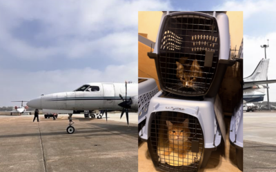 Air Charter Service supports travel needs for 58 rescue cats