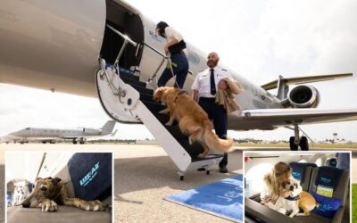 BARK Air launches first luxury airlines for dogs — but charges $16K for ‘white paw service’