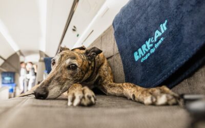 Bark Air promises a first-class ride for your pet — for a hefty fee – The Points Guy