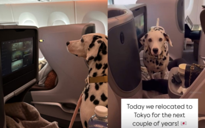 Dalmatian Seen Enjoying Business Class Seat On SQ Flight To Japan