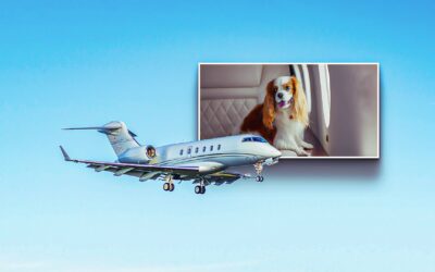 Flying with Pets: What You Need to Know About Private Jet Travel with Animals