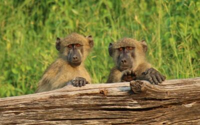 Review: Southern Africa Adventure With John Hall’s Alaska