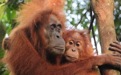 G Adventures launches 20 off-the-beaten-track Indonesia tours