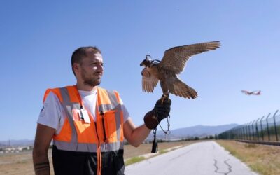 The feathered flying squad that helps keep flight traffic at Malaga Airport safe | Sur in English