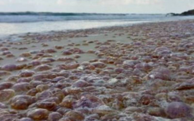 These are the Almeria beaches with the most jellyfish